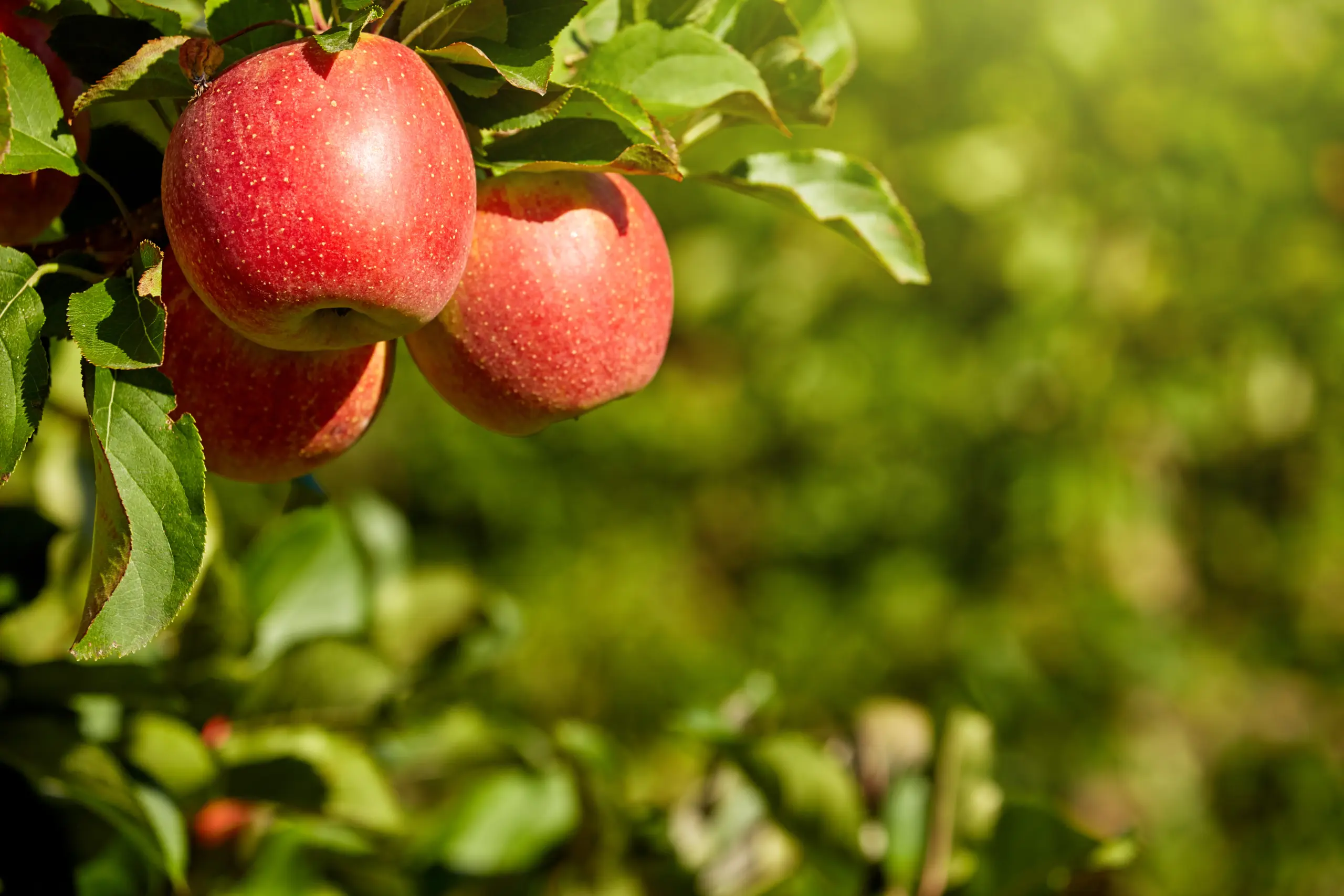The botanical name for the modern apple is Malus Domestica.