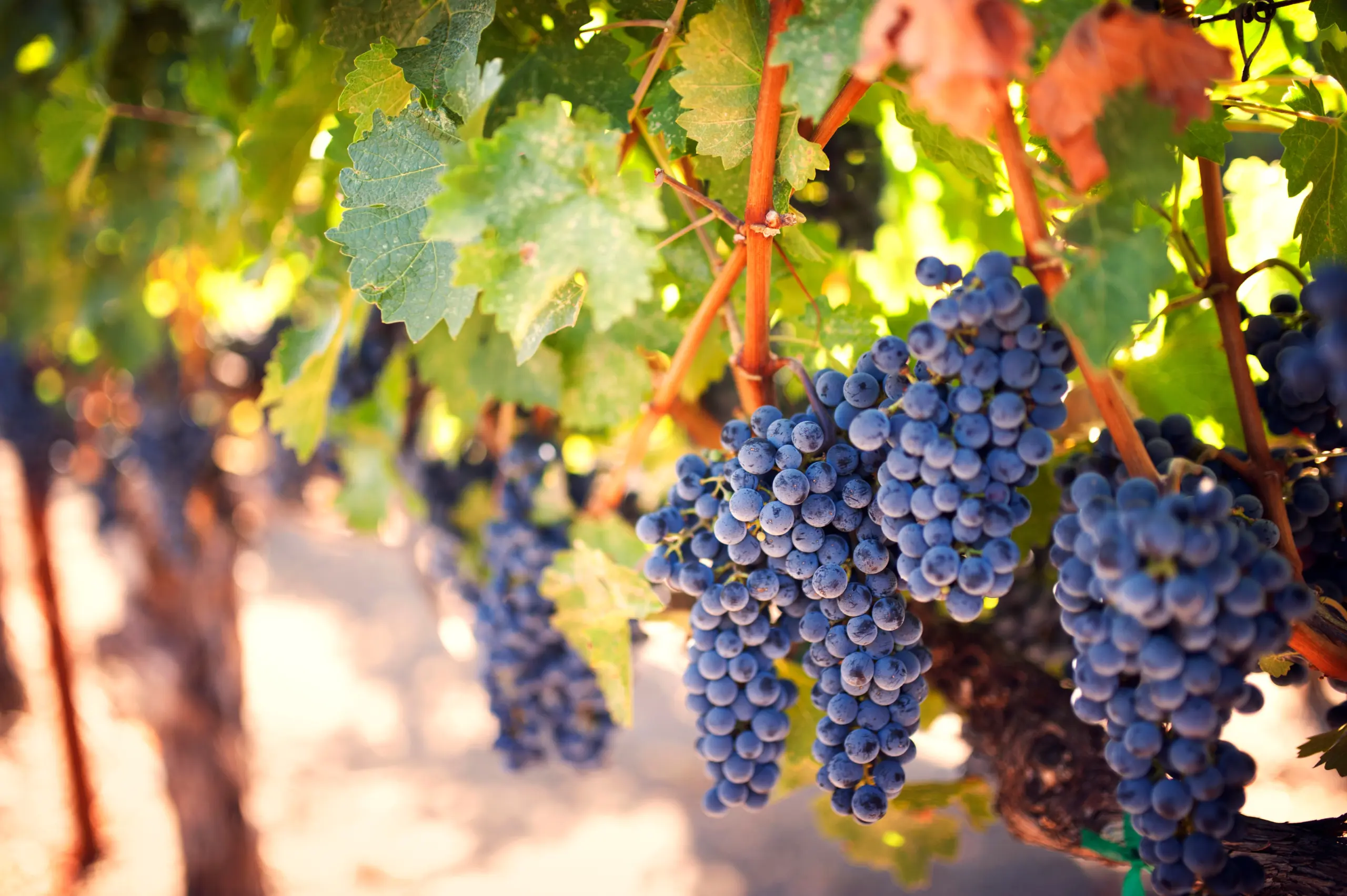 As your partner, Brothers Ingredients can supply you with the fruit products you need, including various formats of grapes and other fruit.