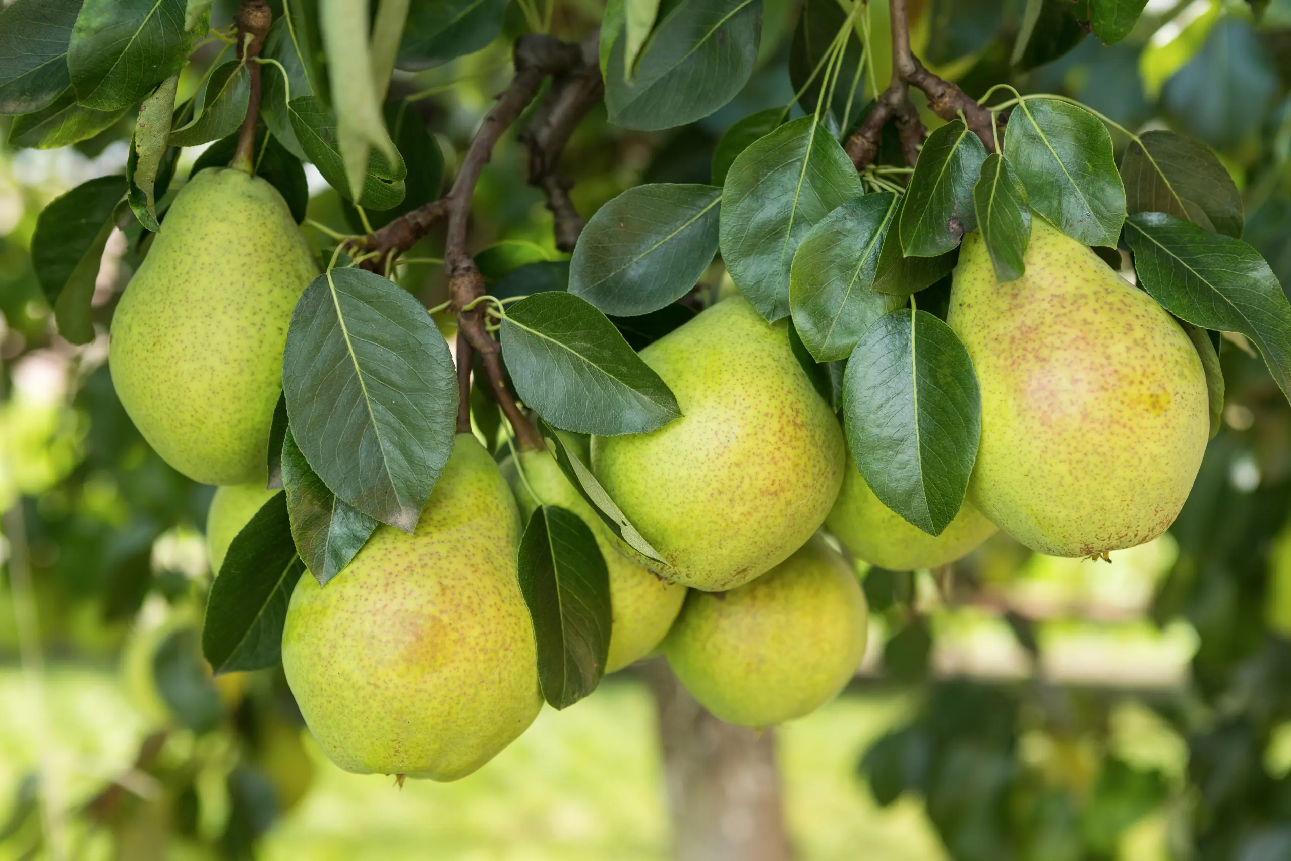 Brothers Ingredients are international importers of high-quality fruit products, focused on providing pear ingredients in all of its formats.