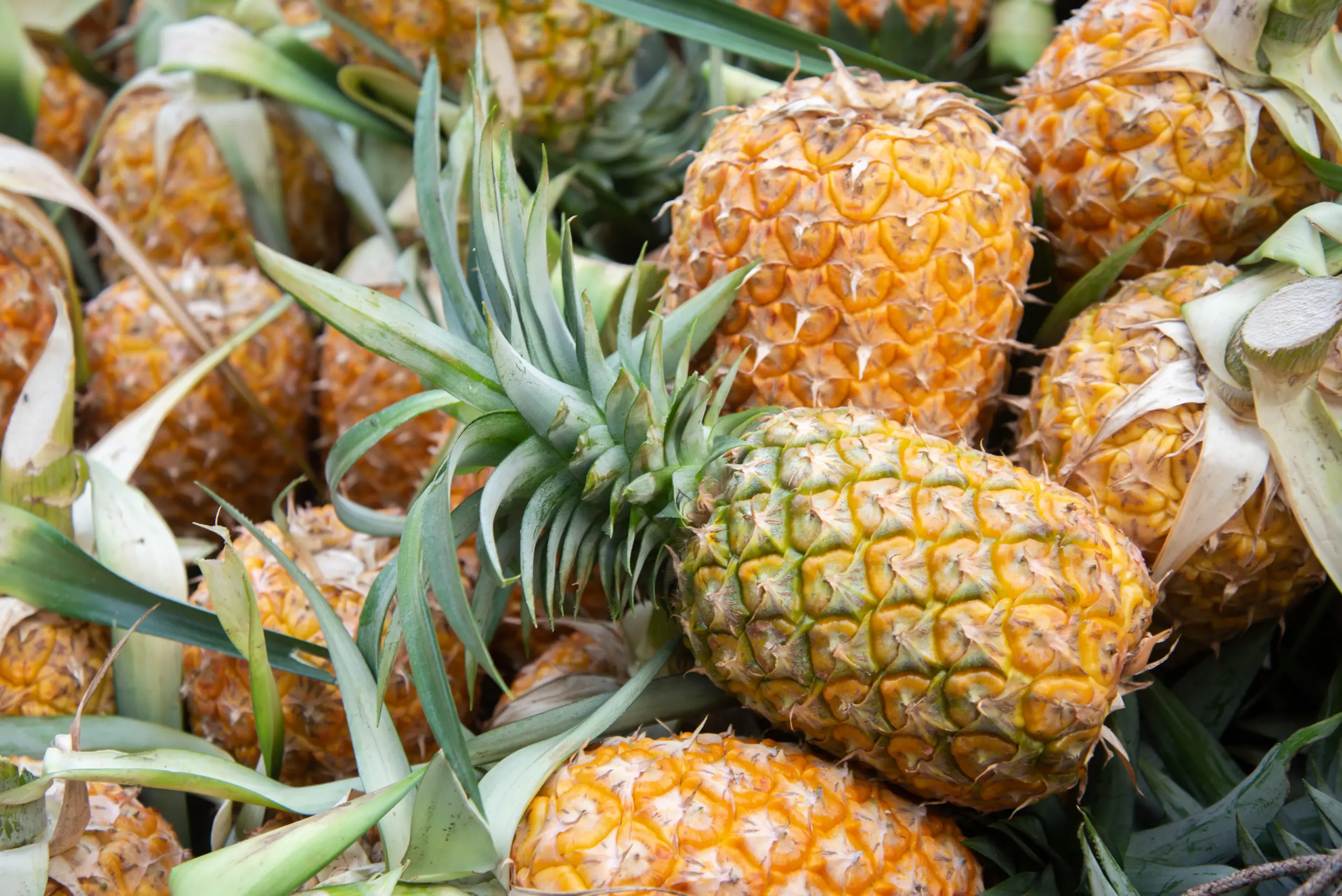 Brothers Ingredients is a global staple of all things fruit, including shipping and sourcing pineapple products from the earth's prime growing regions.